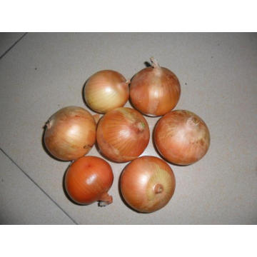 4-7cm Nuevo Crop Yellow Onion